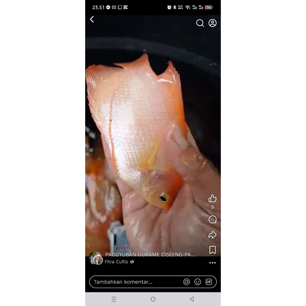 gurame Padang ukuran 15 cm / mild Ter murah si gesit dan lincah merah merona