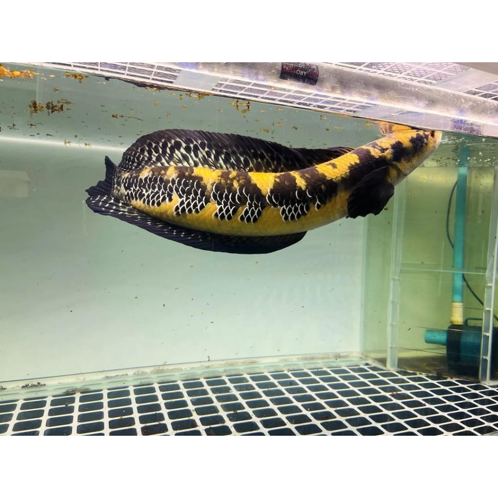 Channa maru yellow sentarum YS JUMBO grade A garansi 100% rekomended bahan kontes cakep