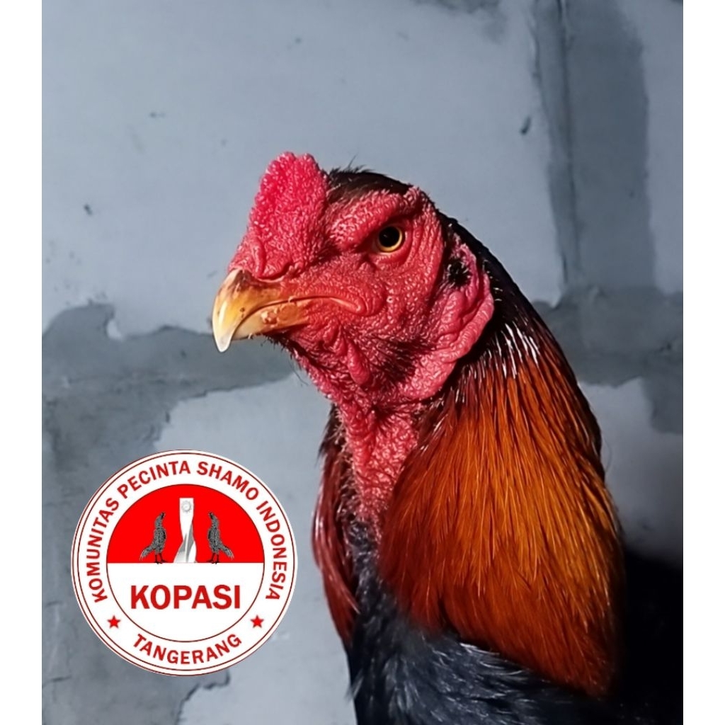 Anak Ayam shamo eropa ori Import SHAMO DRAMAGA
