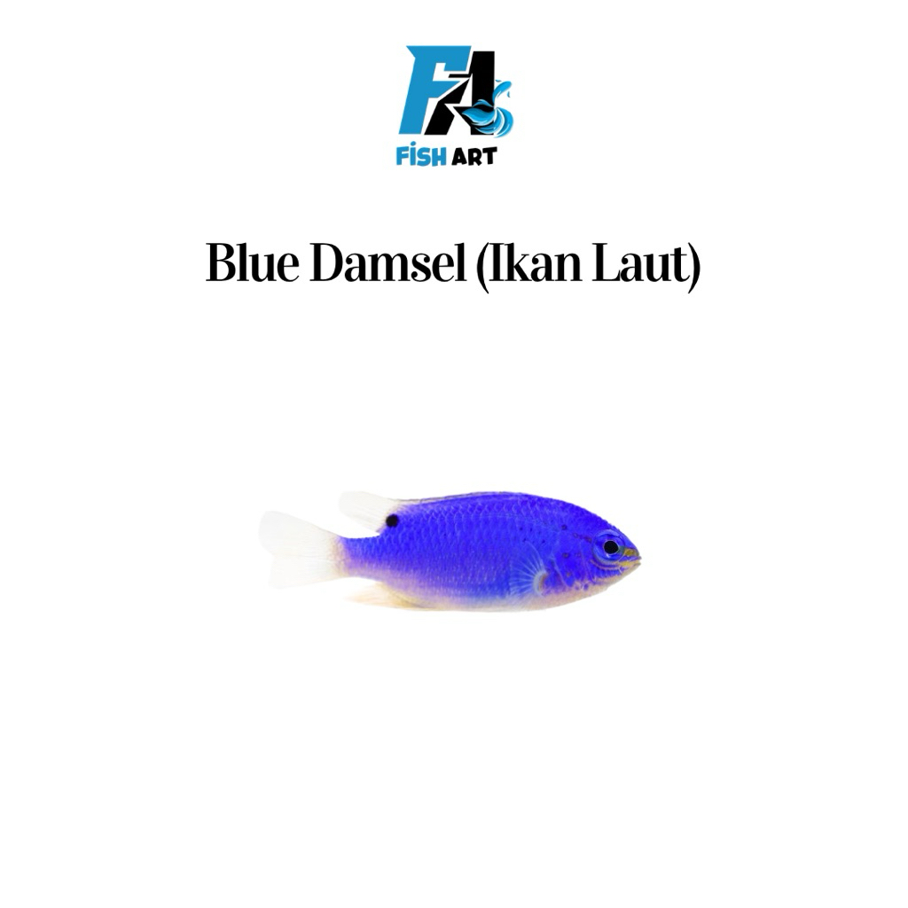 Ikan Laut Blue Damsel | Blue Devil | Betok Biru