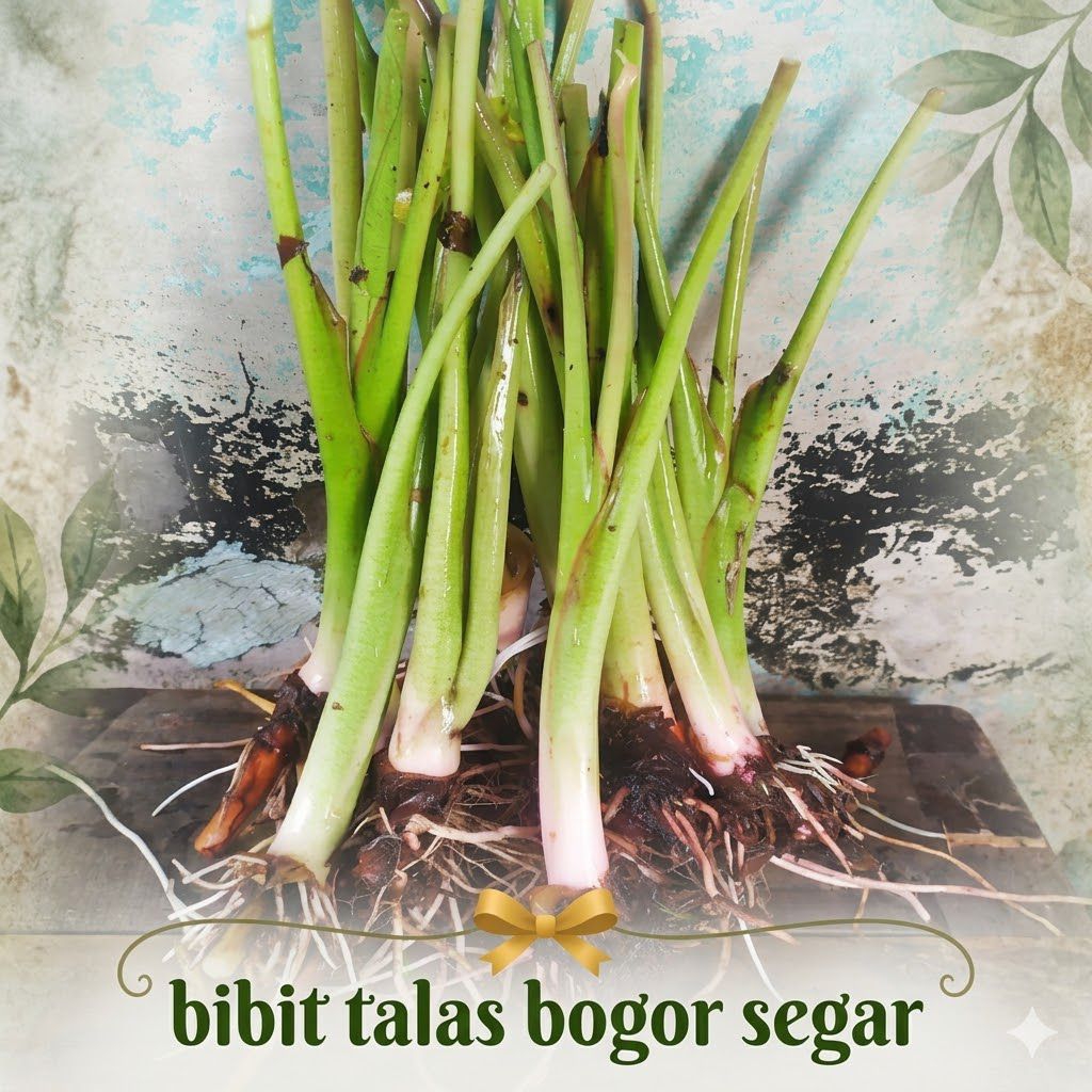 Bibit Talas Bogor/Talas Jumbo per 1 Batang