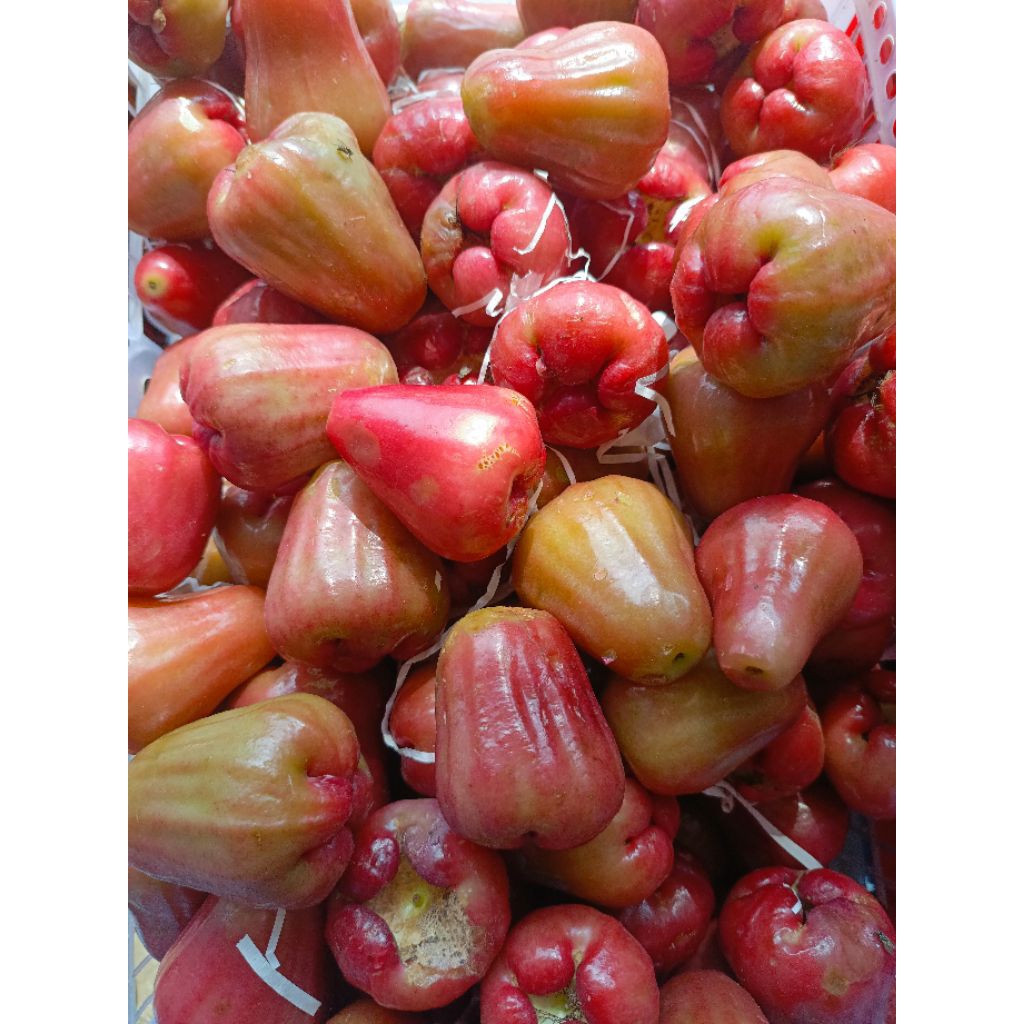 buah jambu air citra 1kg
