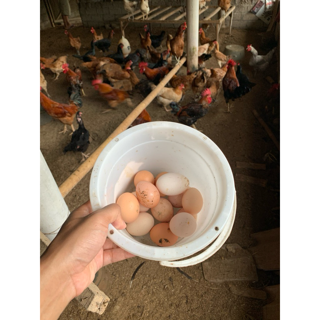 Telur Fertil Ayam Kampung KUB