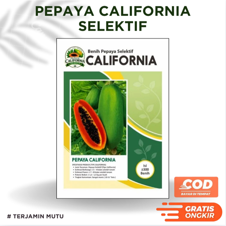 Benih Pepaya California Selektif galur pkht ipb-9 seleksi standar mutu