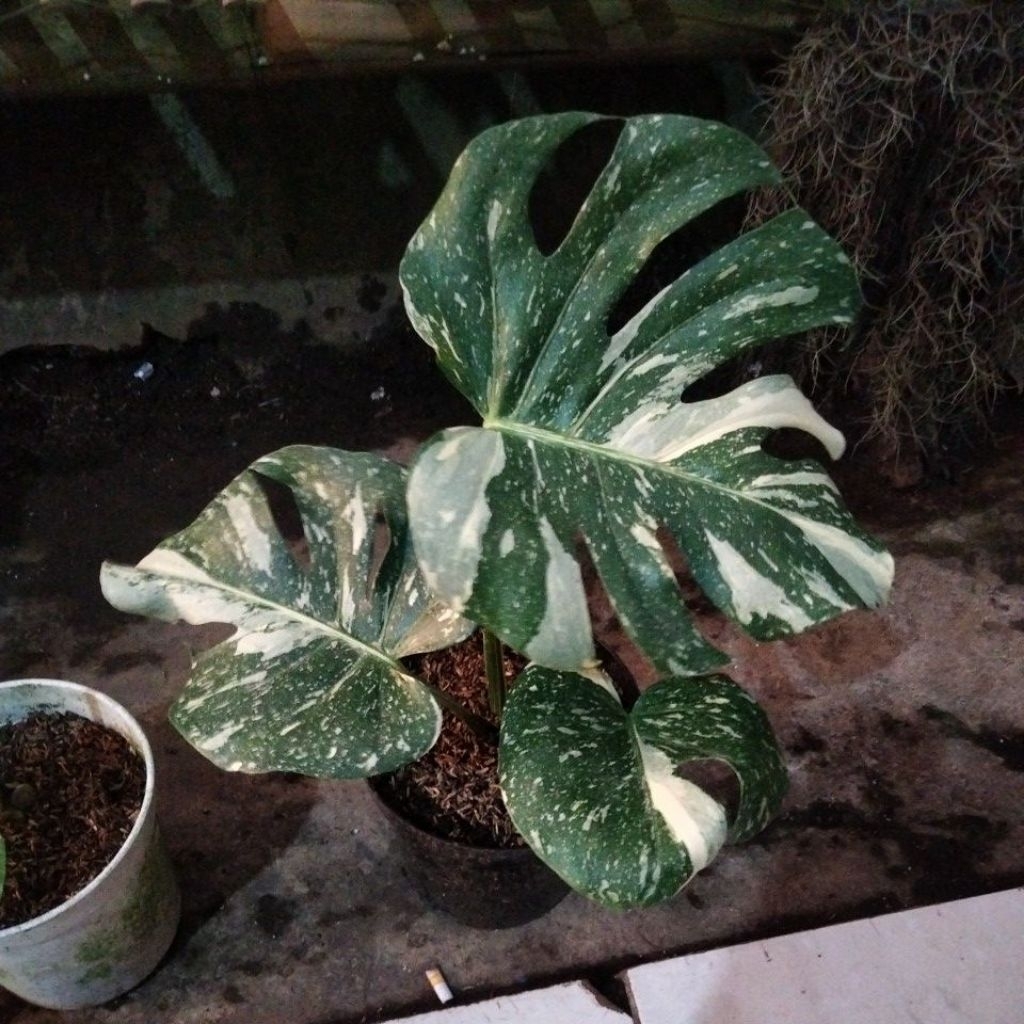 Tanaman hias philodendron monthai