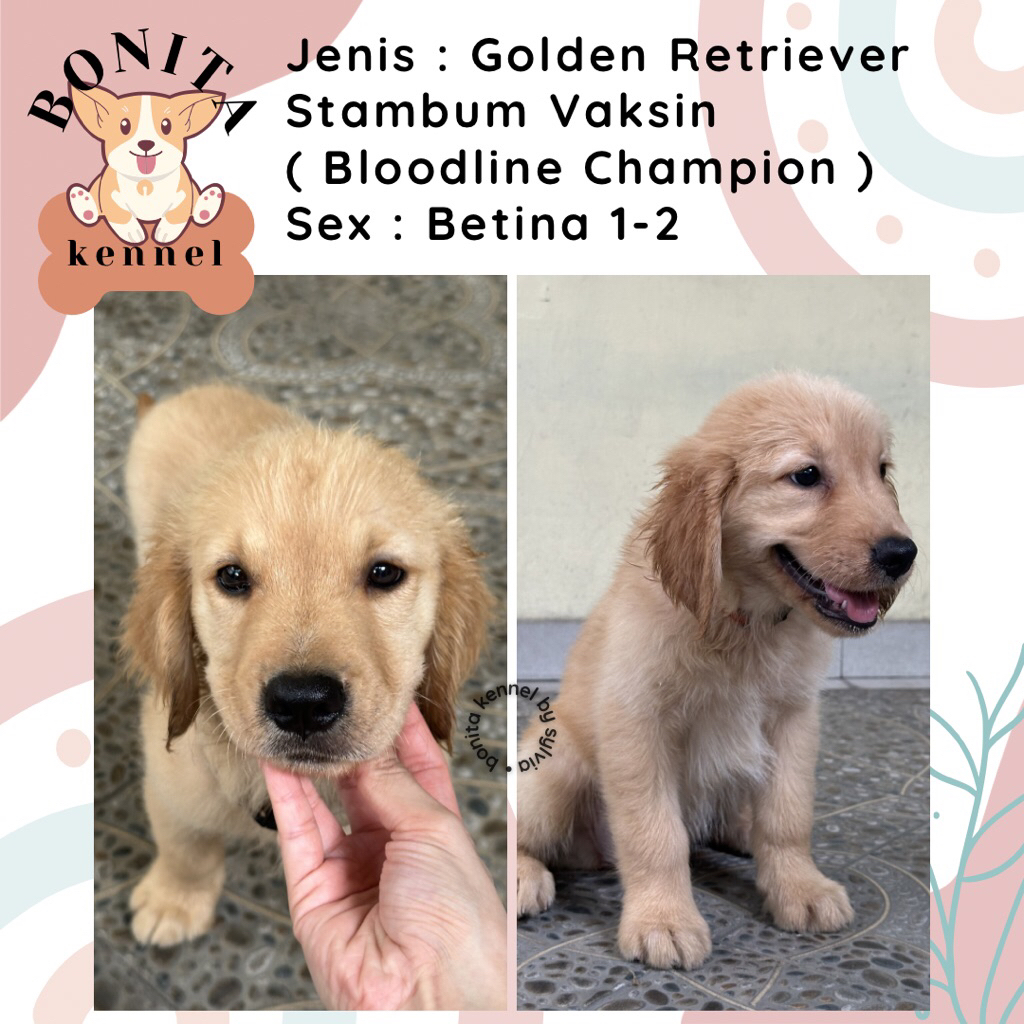 Golden Retriever Stambum Anak Anjing Golden Jantan Betina