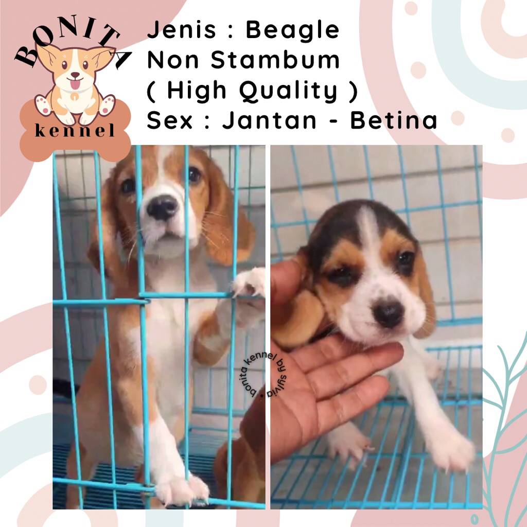 Beagle Non Stambum Anjing Beagle Lemon Tricolor Jantan Betina