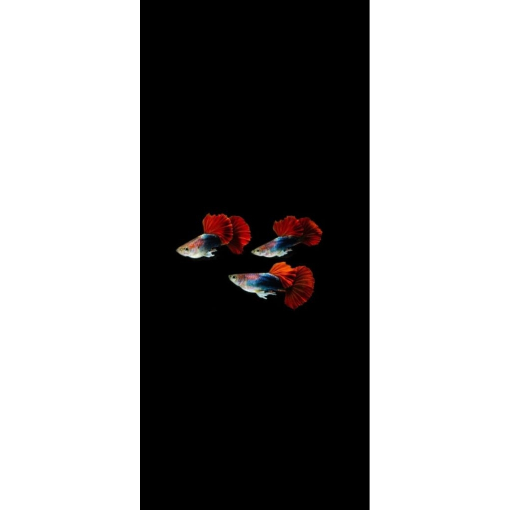 hiasan aquarium guppy hb red rose indukan
