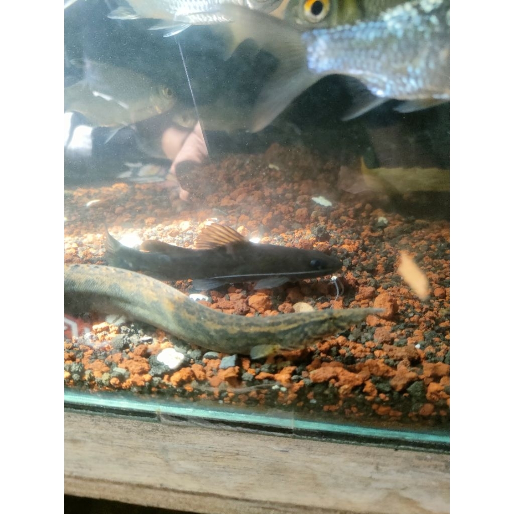 ikan Sili bambu