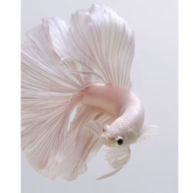 Halfmoon Cupang White Platinum Male