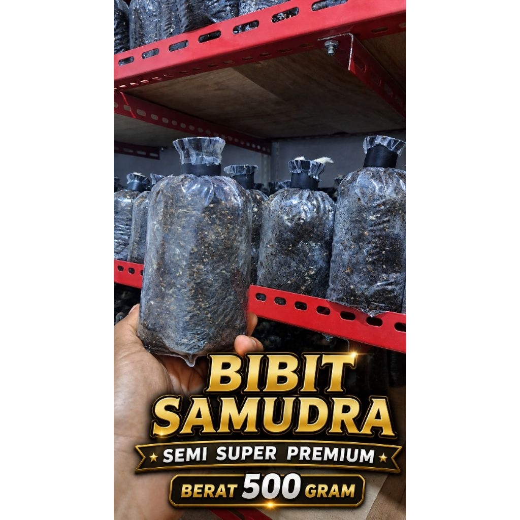 Bibit jamur merang ,bibit jamur samudra  semi super  premium