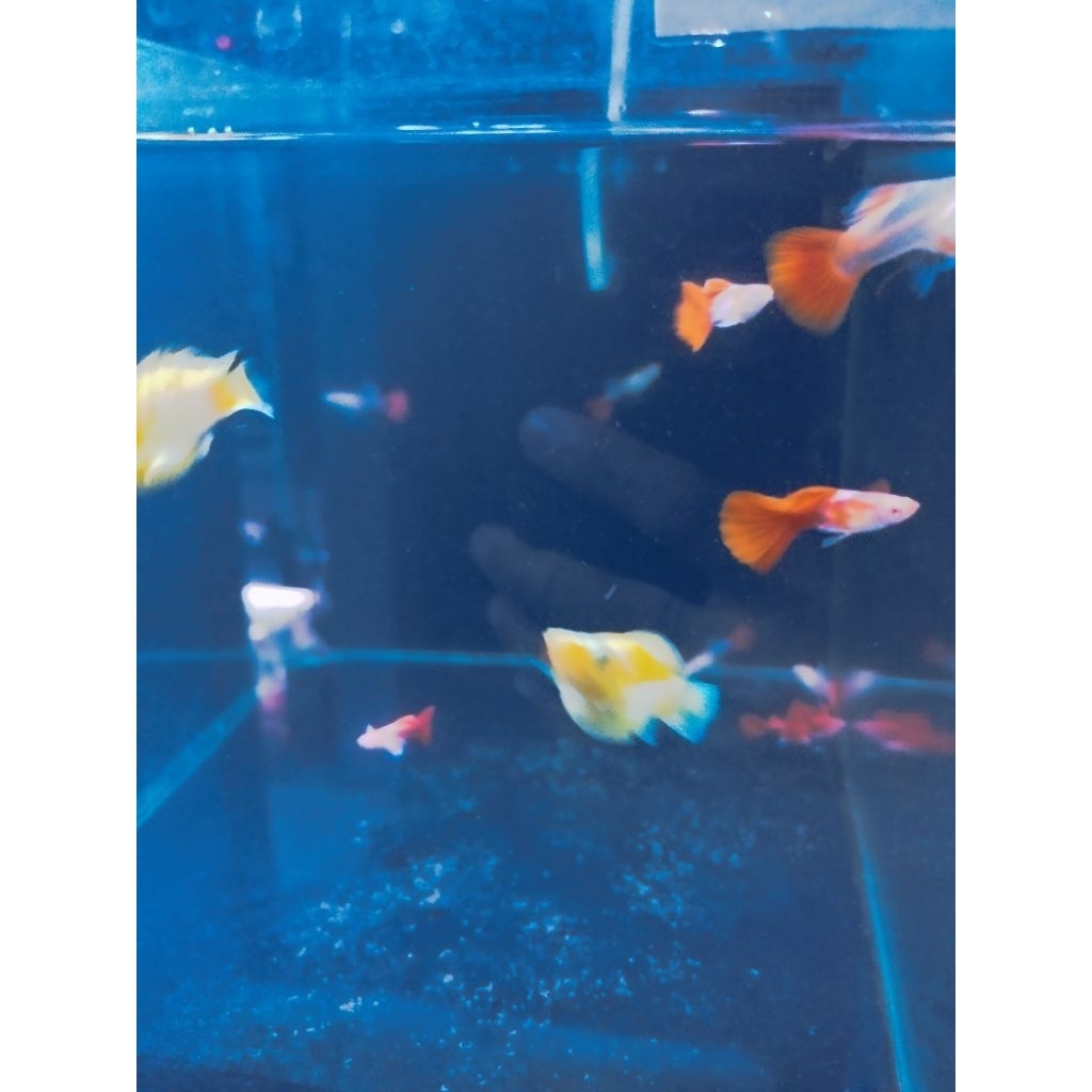 Albino Red Tuxedo