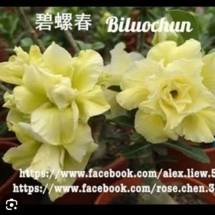 adenium bunga tumpuk merah