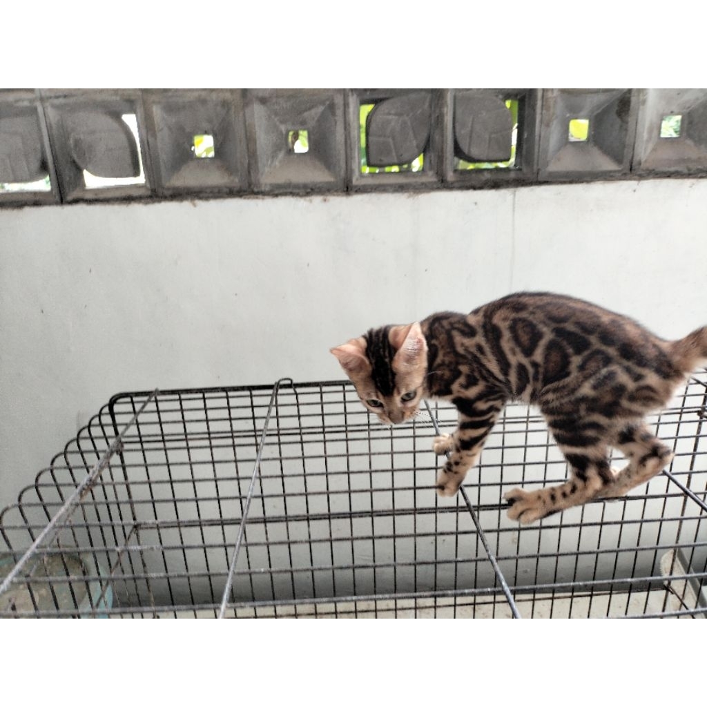 bengal betina motif dan kontras bagus