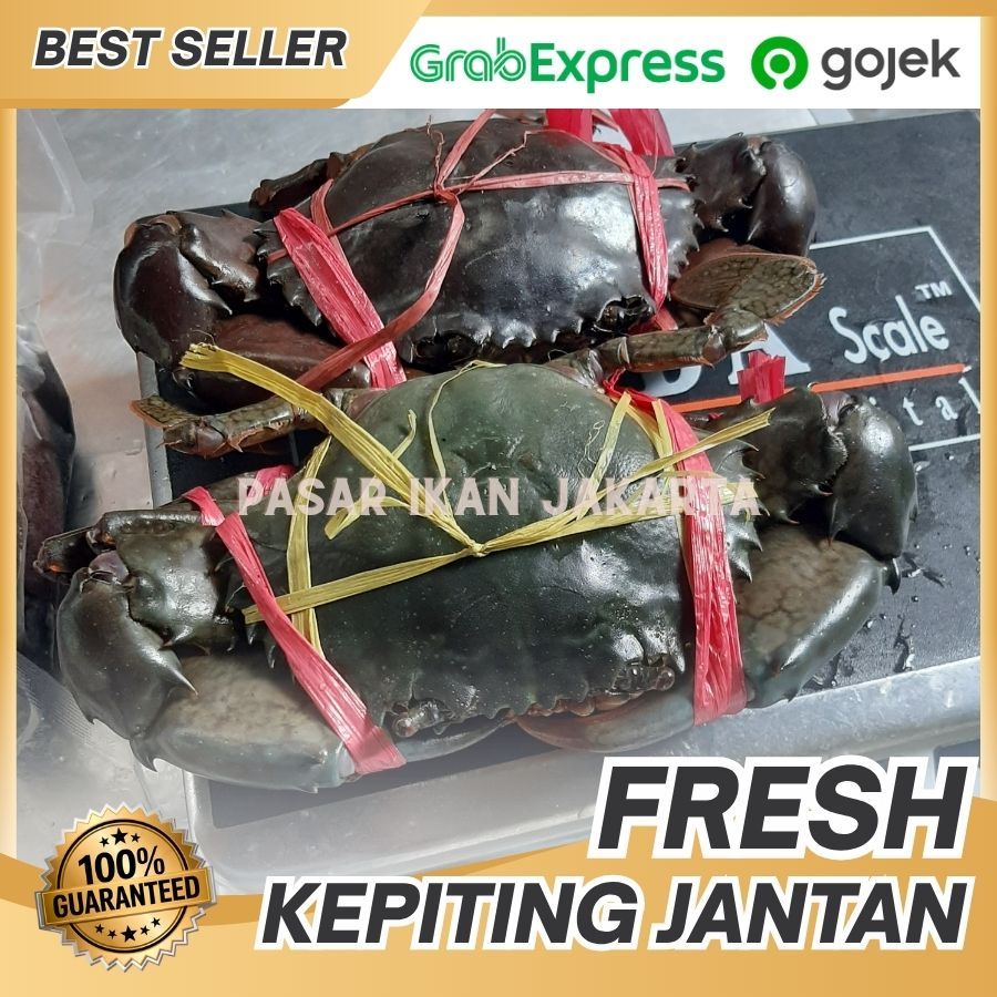 PROMO Kepiting jantan hidup segar isi 2-3 | Kepiting jantan MUD CRAB | Kepiting bakau papua 1kg isi 