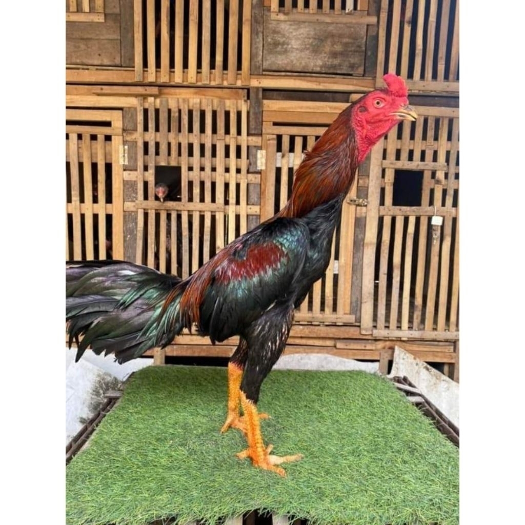 telur ayam pakhoy turunan import marfianto-jaya