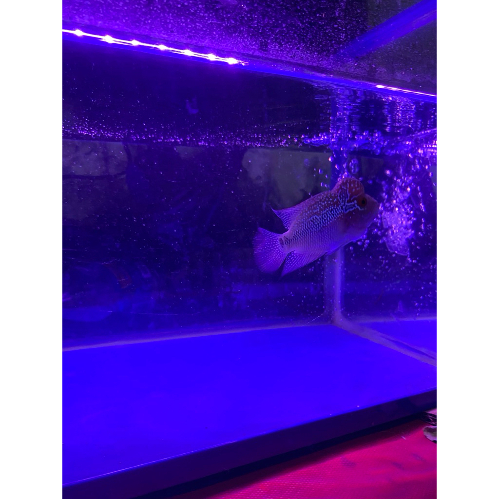 ikan louhan srd