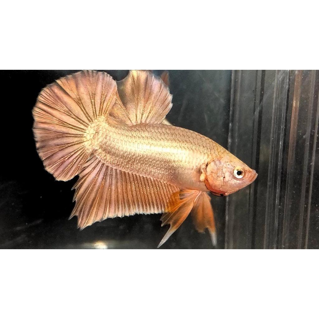 Cupang Plakat Super Gold Dragon Warna badan Mewah Emas kemerahan Solid