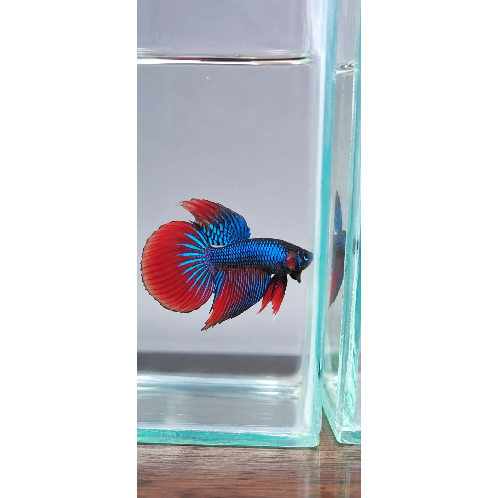 IMBELLIS LONG FIN TOP GRADE | Ikan Cupang Premium Sirip Panjang Elegan