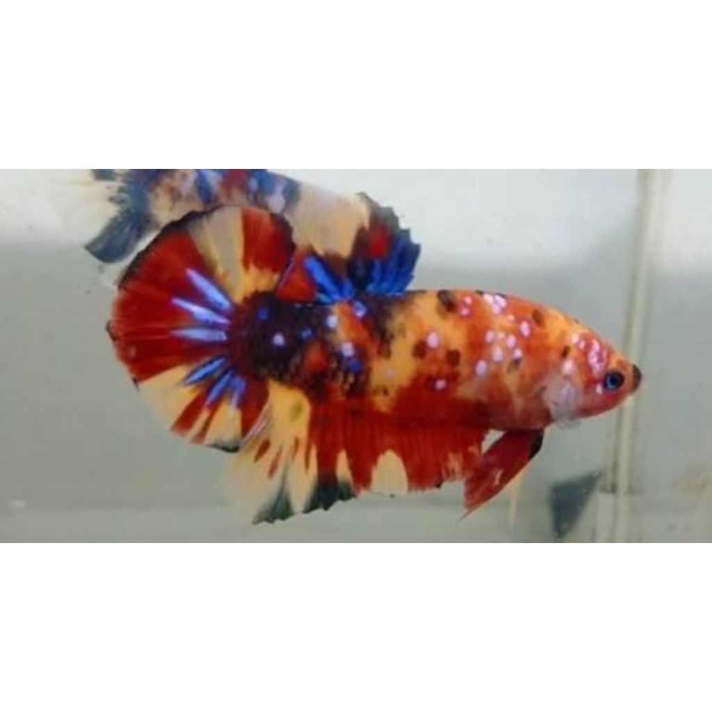 giant jumbo/giant hmpk top grade