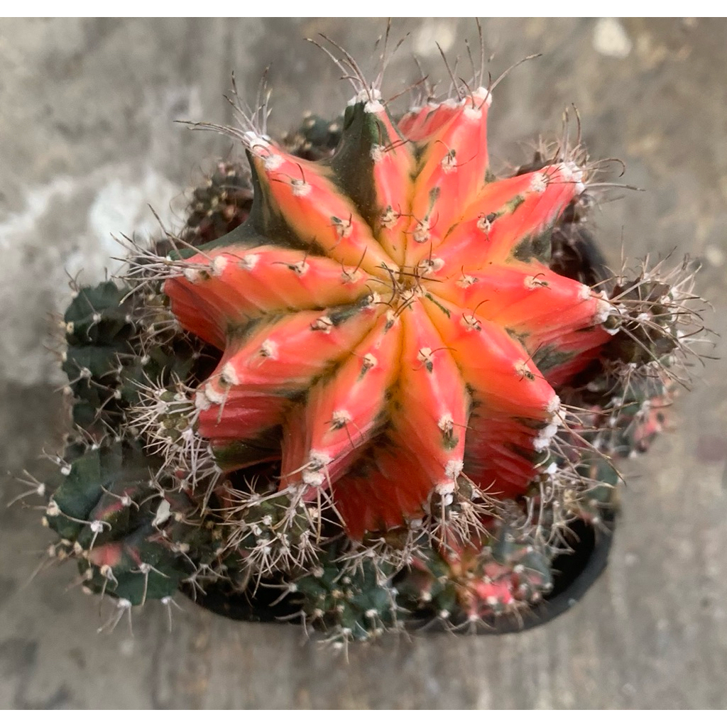 Gymno Miha Hybrid Var BIG Size