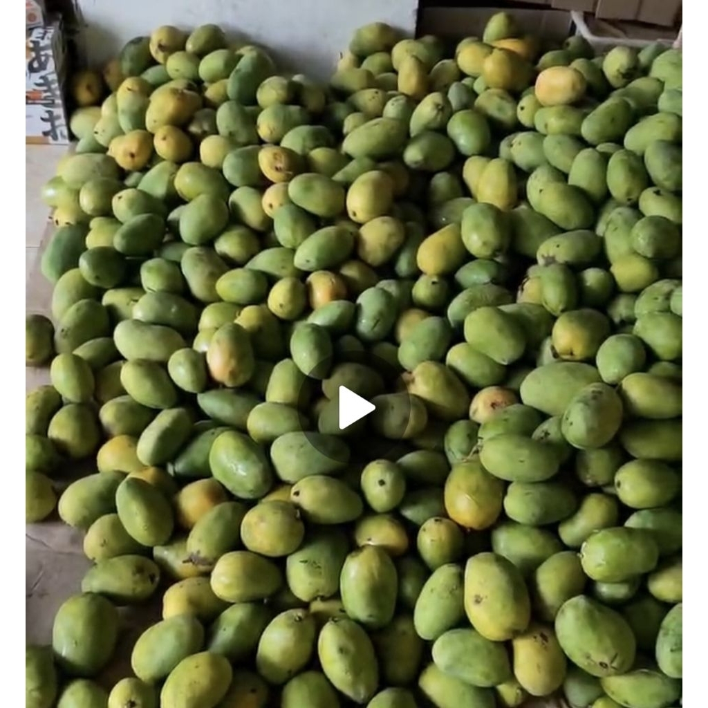 (PROBOLINGGO KOTA) MANGGA MANALAGI & HARUM MANIS