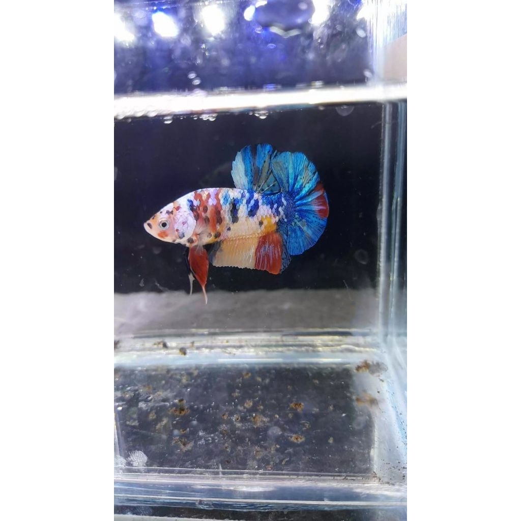 CUPANG PLAKAT MULTICOLOR MURAH