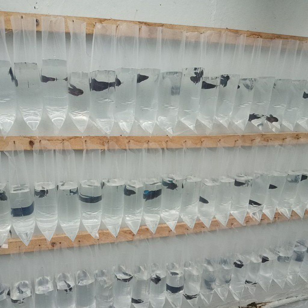 Ikan Cupang Aduan Bagan Lokal
