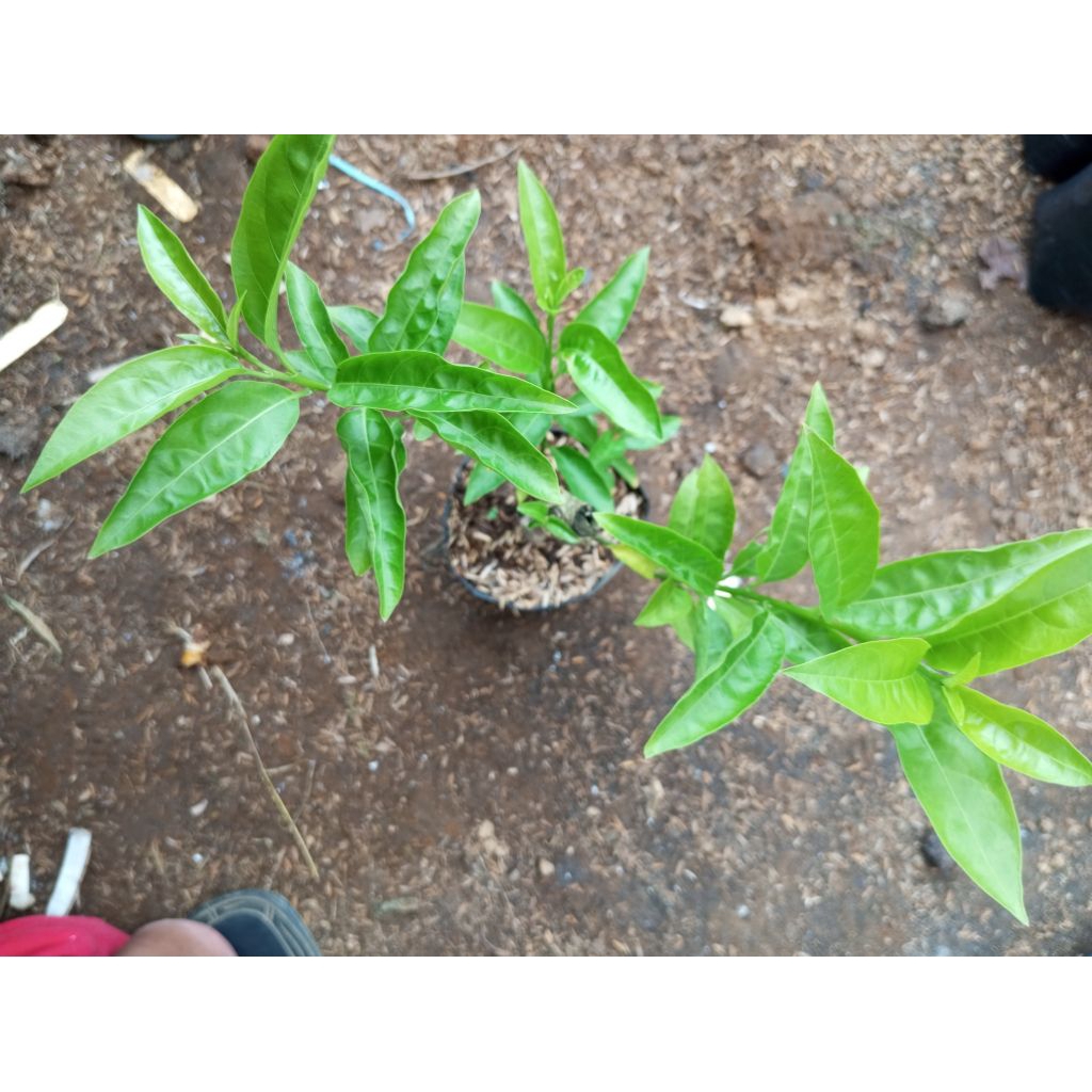 Arum dalu/tanaman herbal/herbal arum dalu/tanaman herbal