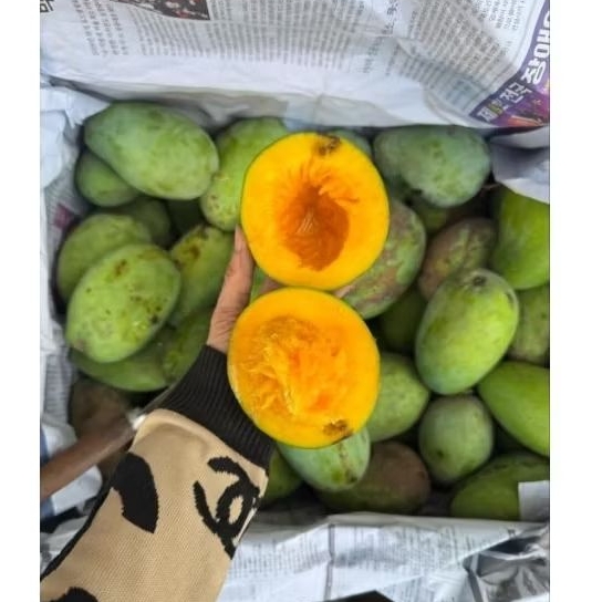 mangga gadung