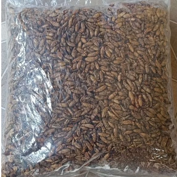 Jangkrik kering kemasan 500 gram dan 1kg