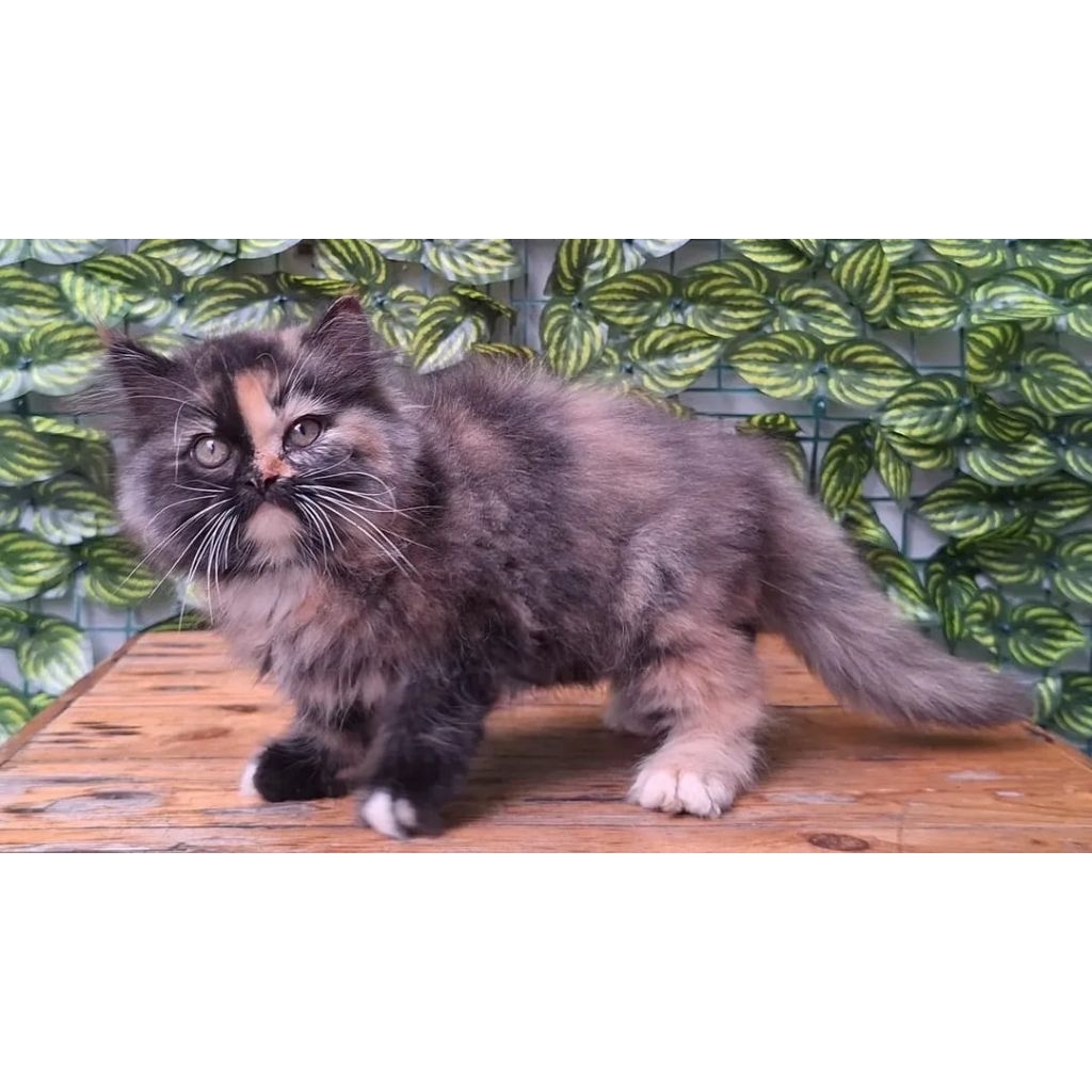 KUCING PERSIA BETINA 2 BULAN CALICO
