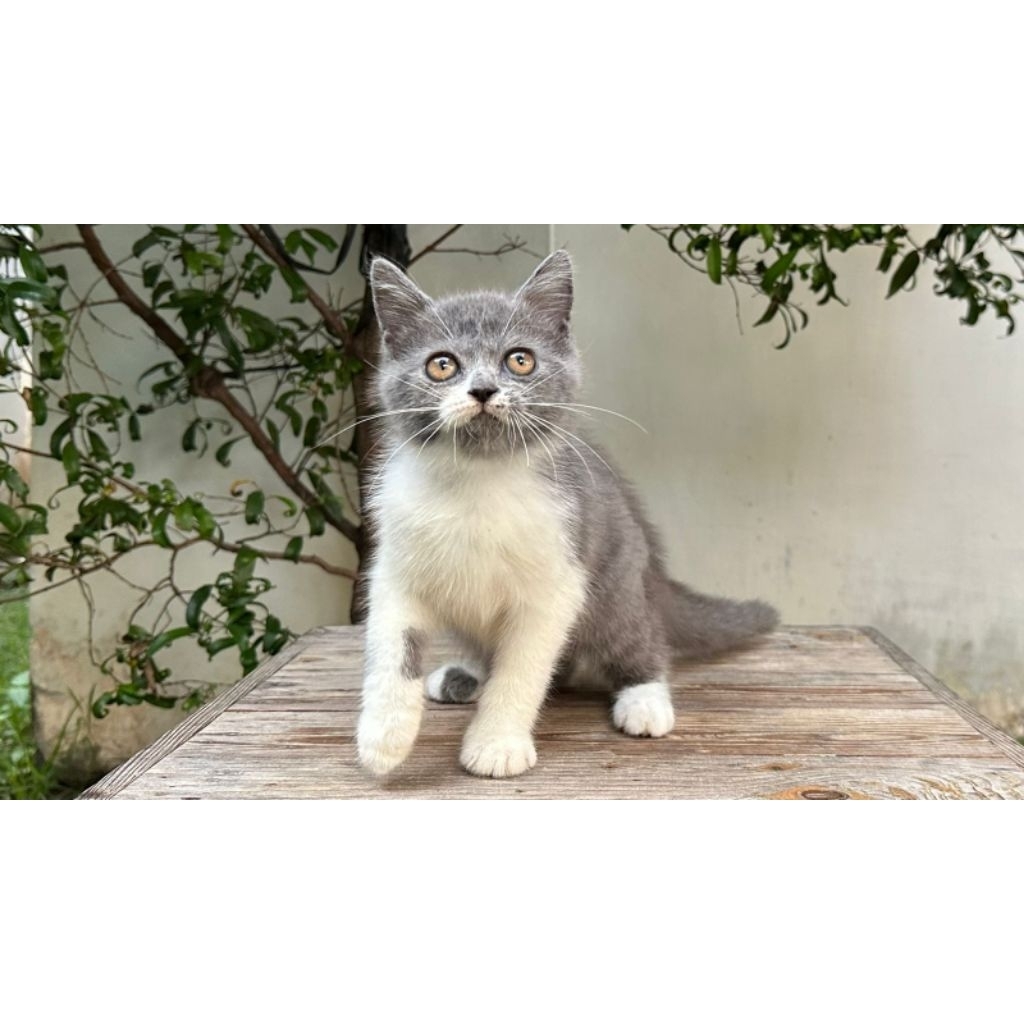 KUCING EXOTIC SHORTHAIR MIX BETINA 3 BULAN ABU PUTIH