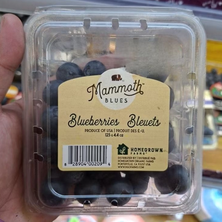 Mammoth Blues Blueberry Jumbo USA / buah blueberry mammoth blues jumbo USA / buah blueberry fresh im