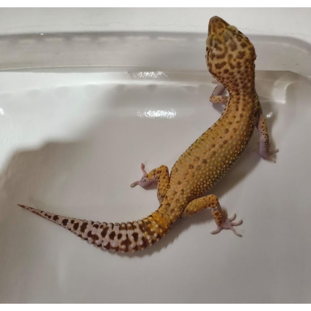 Gecko bell