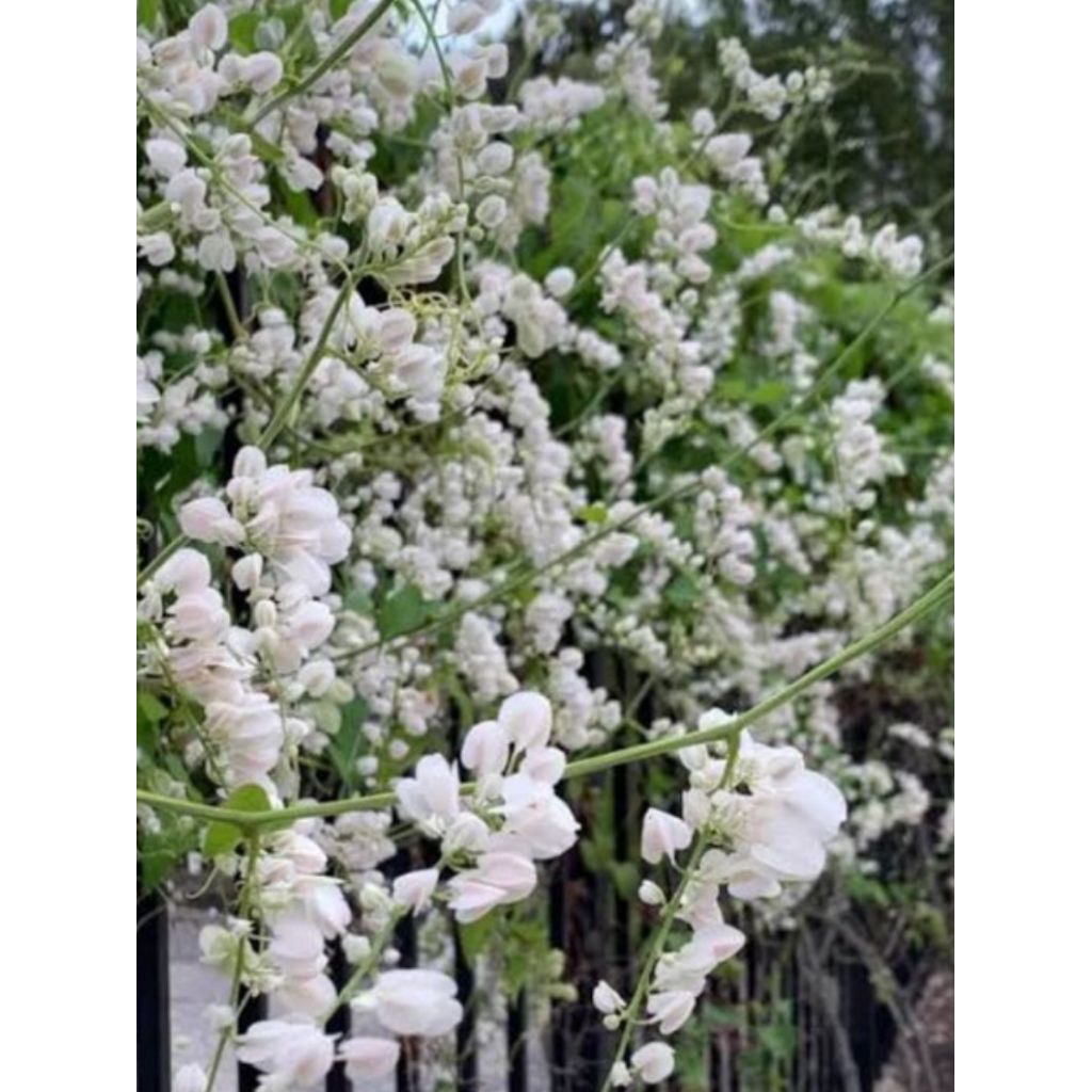 Pohon Air Mata Pengantin Bunga Putih/ Tanaman Air Mata Pengantin/ Tanaman Hias Air Mata Pengantin/ P