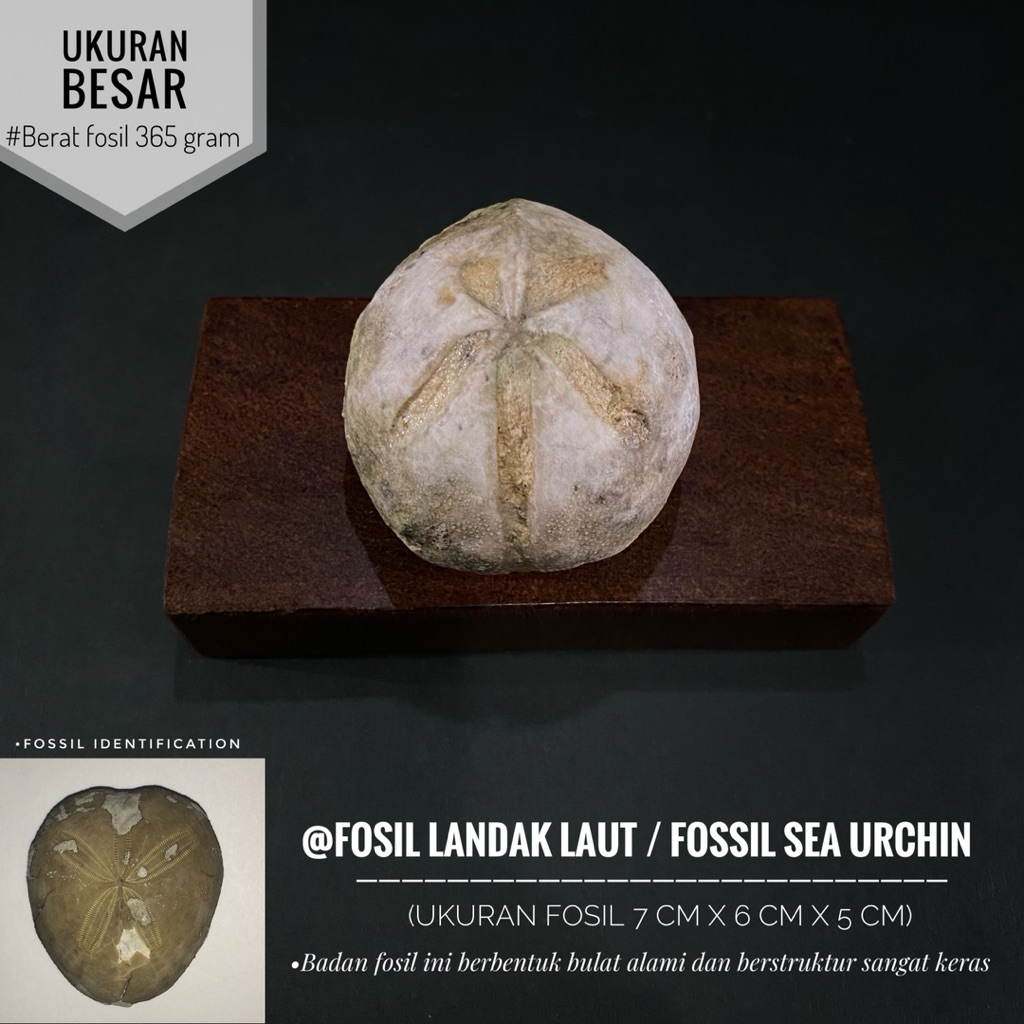 Fosil Landak Laut Purba B23 atau Fosil Sea Urchin atau Fossil Star Fish atau Fosil Awar Awar atau Fo