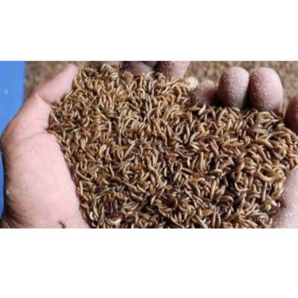 ulat kandang hidup 50 gram