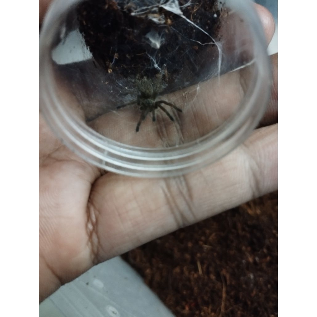 displaynya tarantula Ceratogyrus darlingi