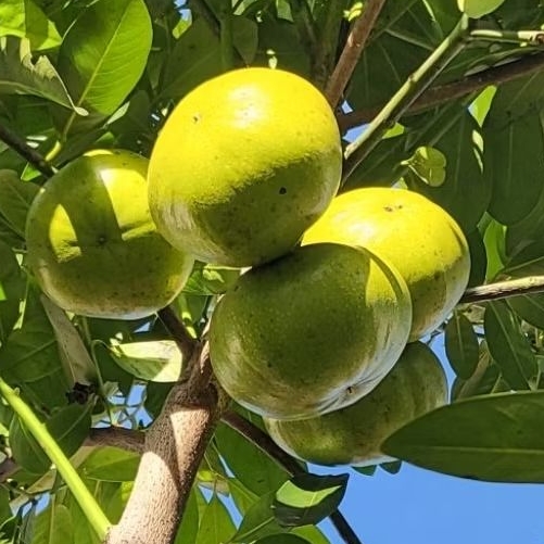 Black sapote  TANPA BIJI