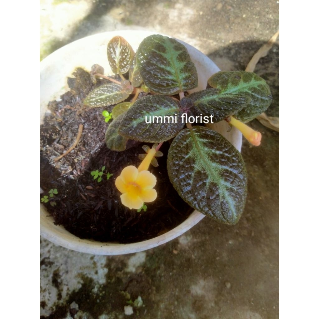 episcia sungold bunga kuning