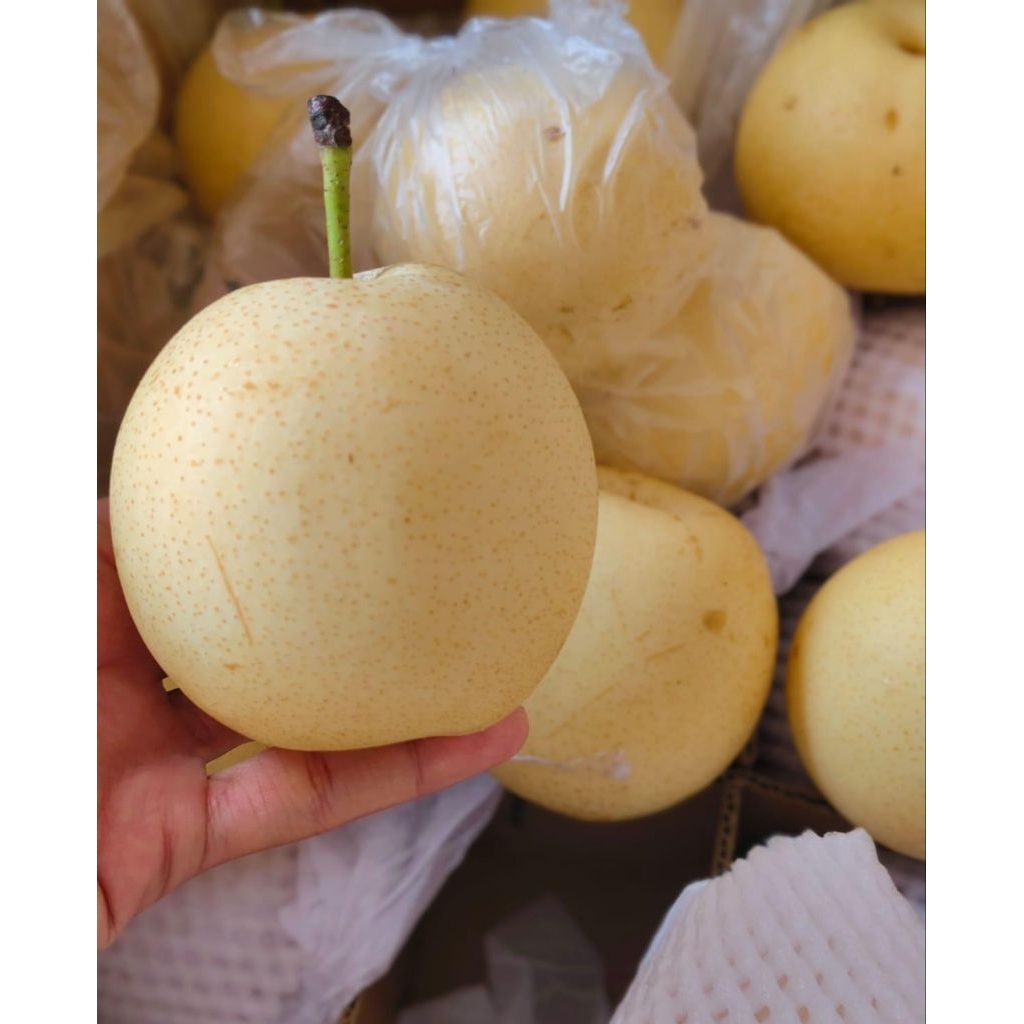 BUAH PIR CENTURY