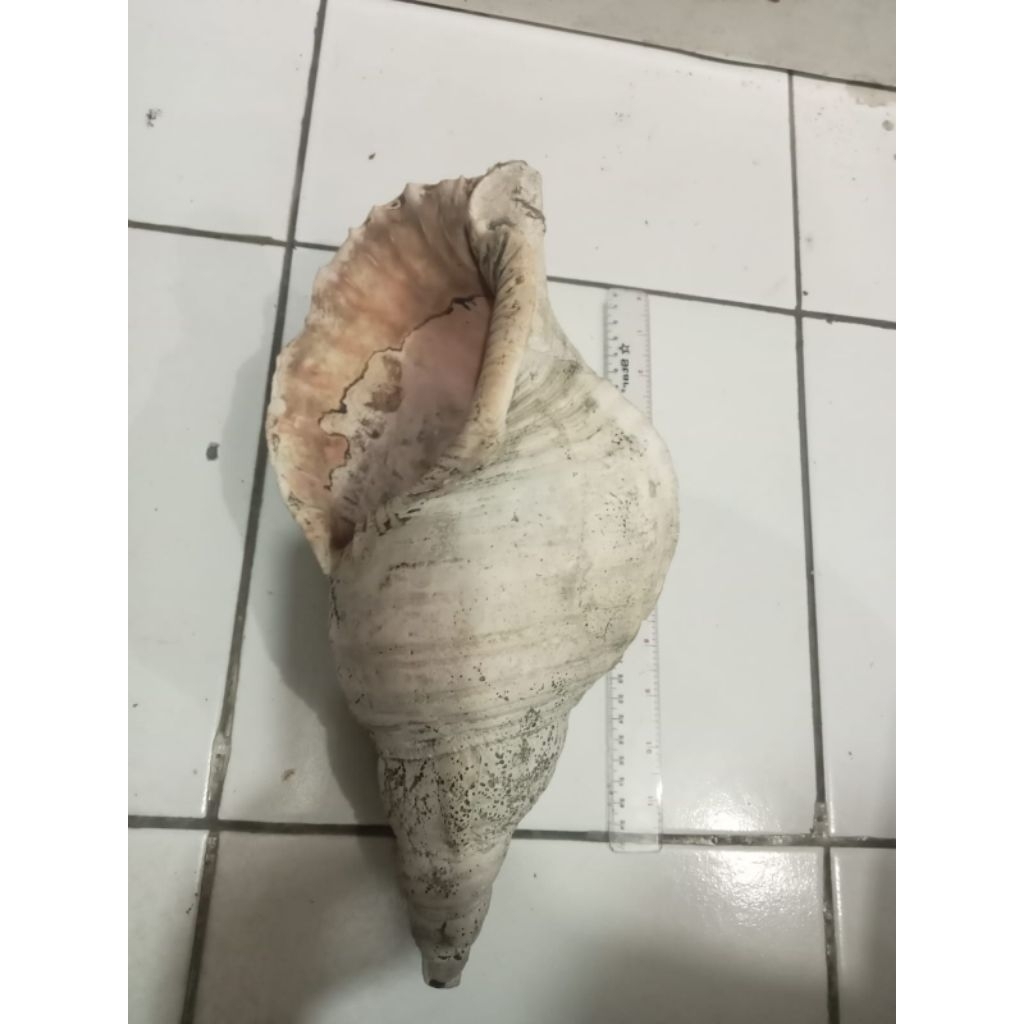 kerang  antik putih triton asli