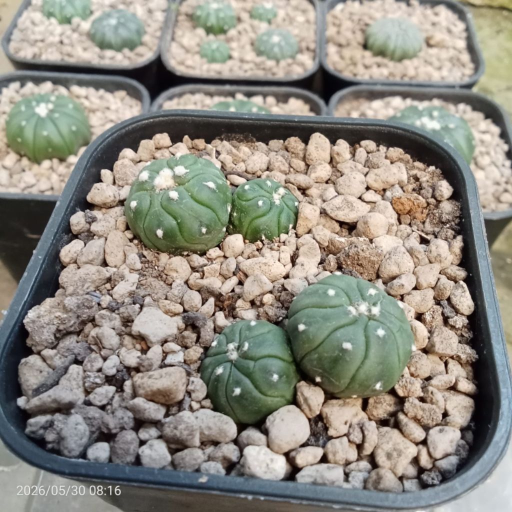 Kaktus Astrophytum kikko double head
