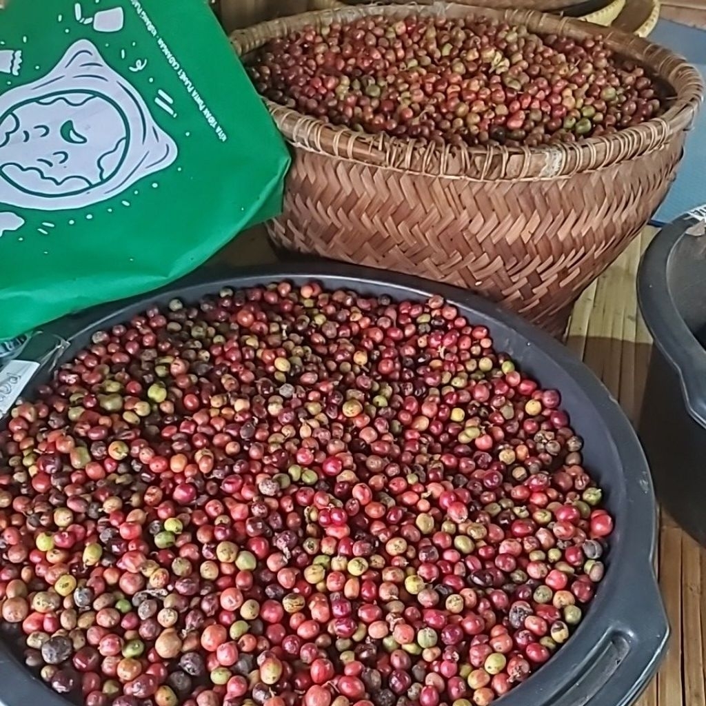biji kopi robusta kiloan /kg kopi robusta