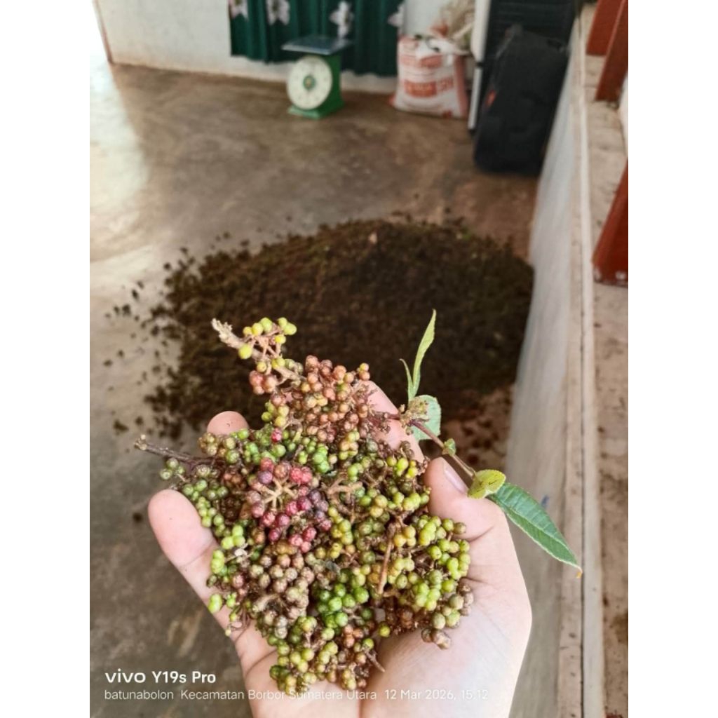 Andaliman Segar 150 Gram -1000 Gram ( Andaliman Asli Parsoburan )