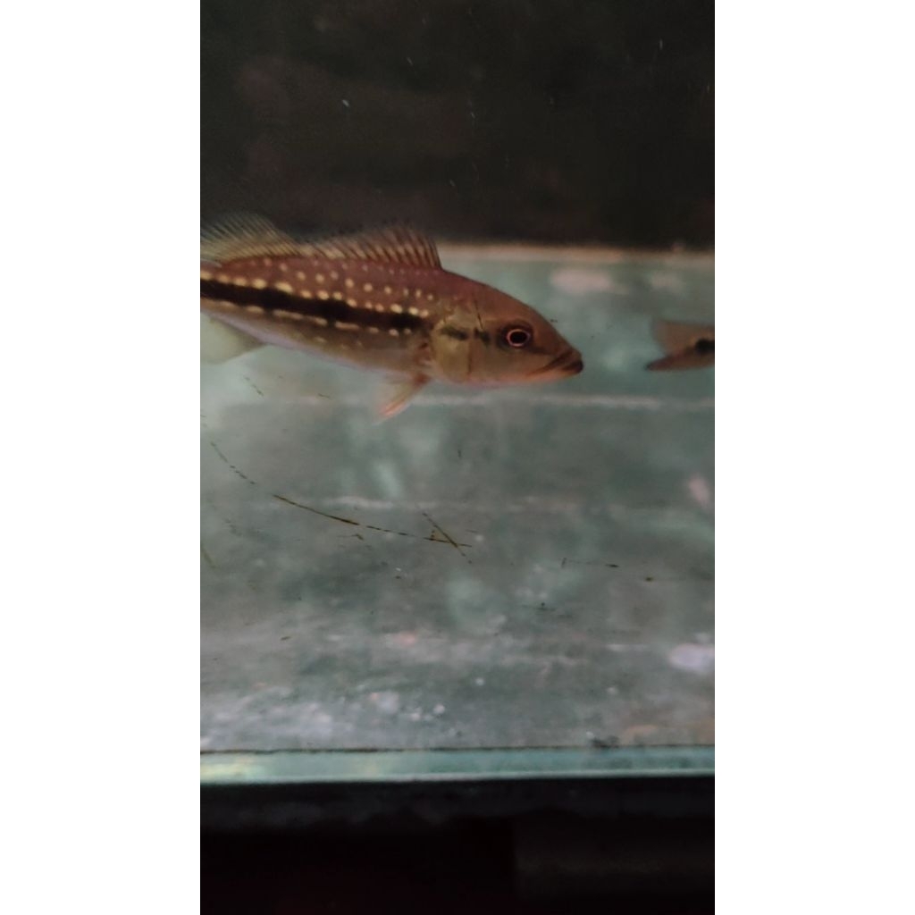 Pbass fogo 8-10cm