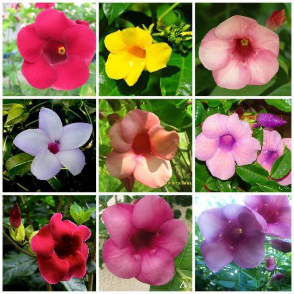 tanaman hias Alamanda bermacam - macam warna bunga