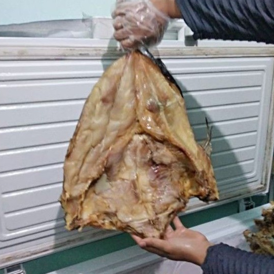 Ikan Asin Jambal Roti Ngeprul Super MENTEGA Khas Pangandaran Utuh (Jambal Roti Basah Ngeprul)