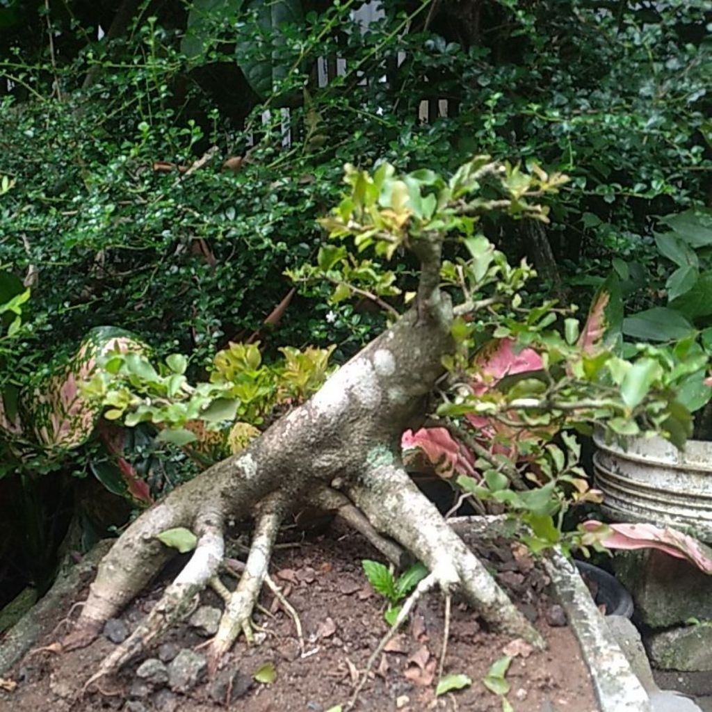 Bonsai rukem unik